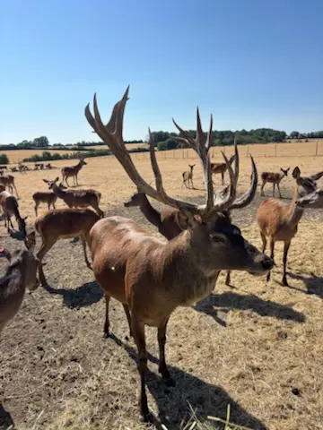Cerfs