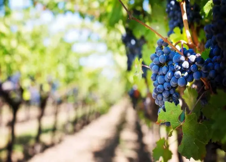 vignes-vin-loir-et-cher