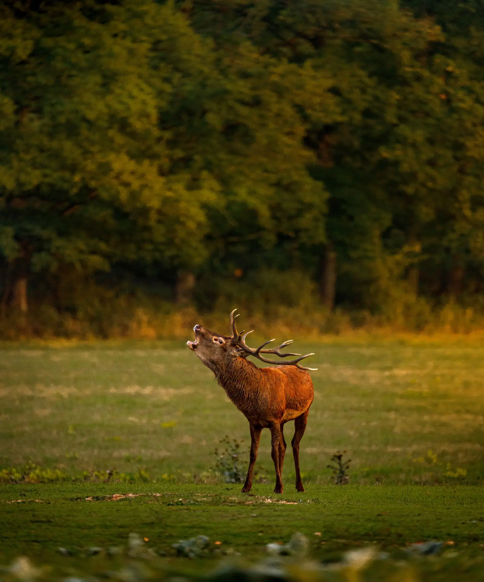 brame chambord
