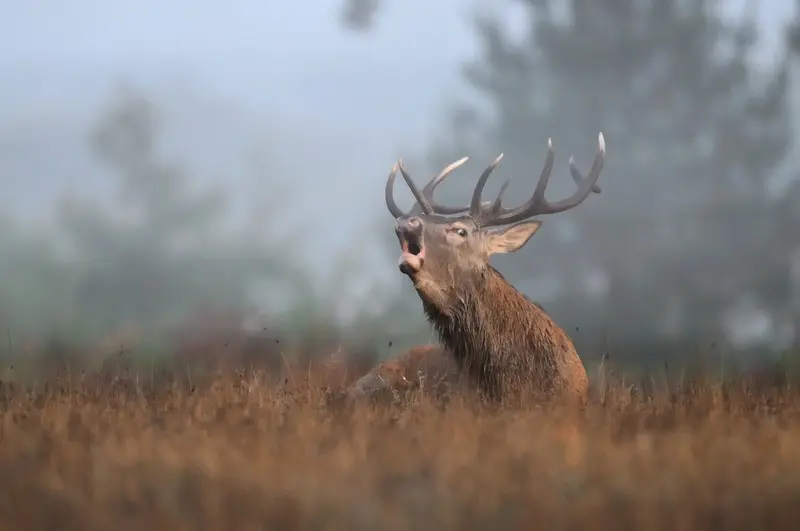 Cerf élaphe en automne en forêt d'Orléans, dans le massif de Lorris