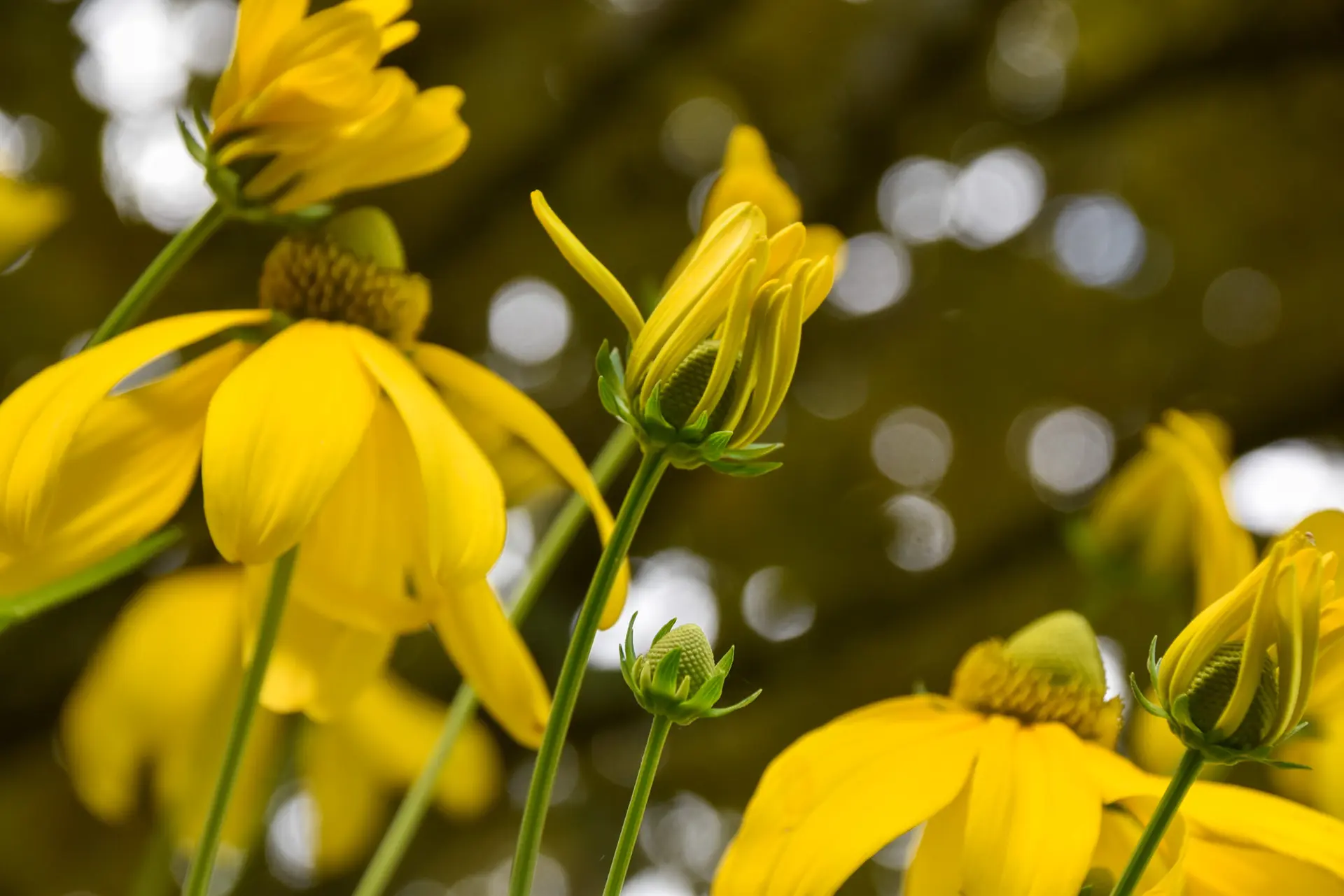 Château de Villandry - Rendez-vous aux Jardins