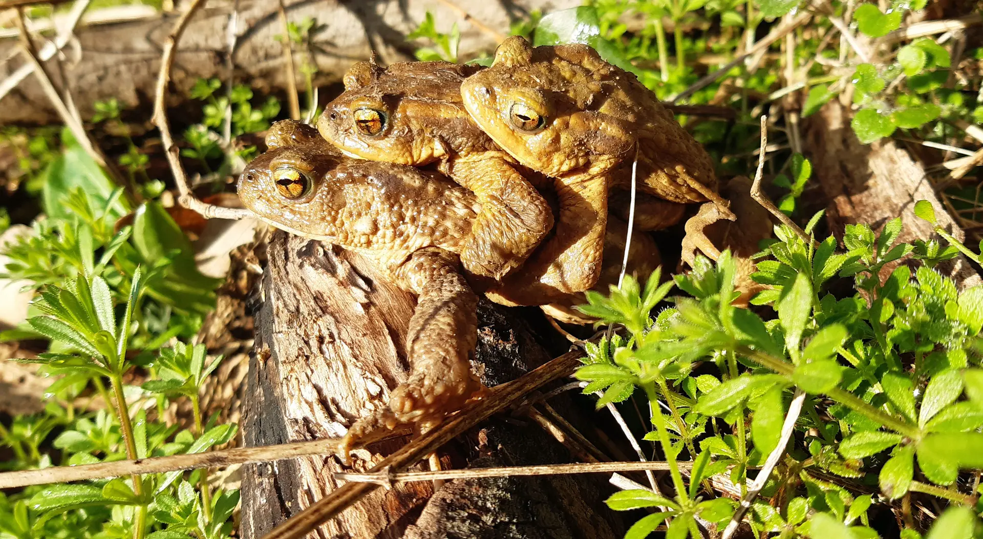 Grande vadrouille amoureuses des amphibiens