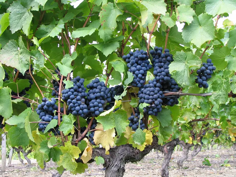 Grappe-de-Raisin