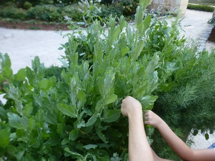 Jardin des 5 sens©Ville de Vendôme