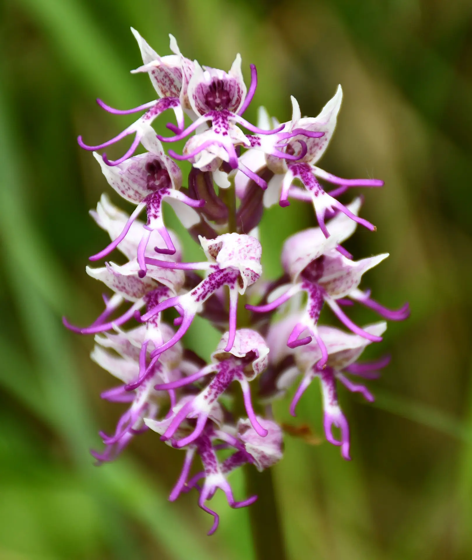 L'art de dessiner les fleurs