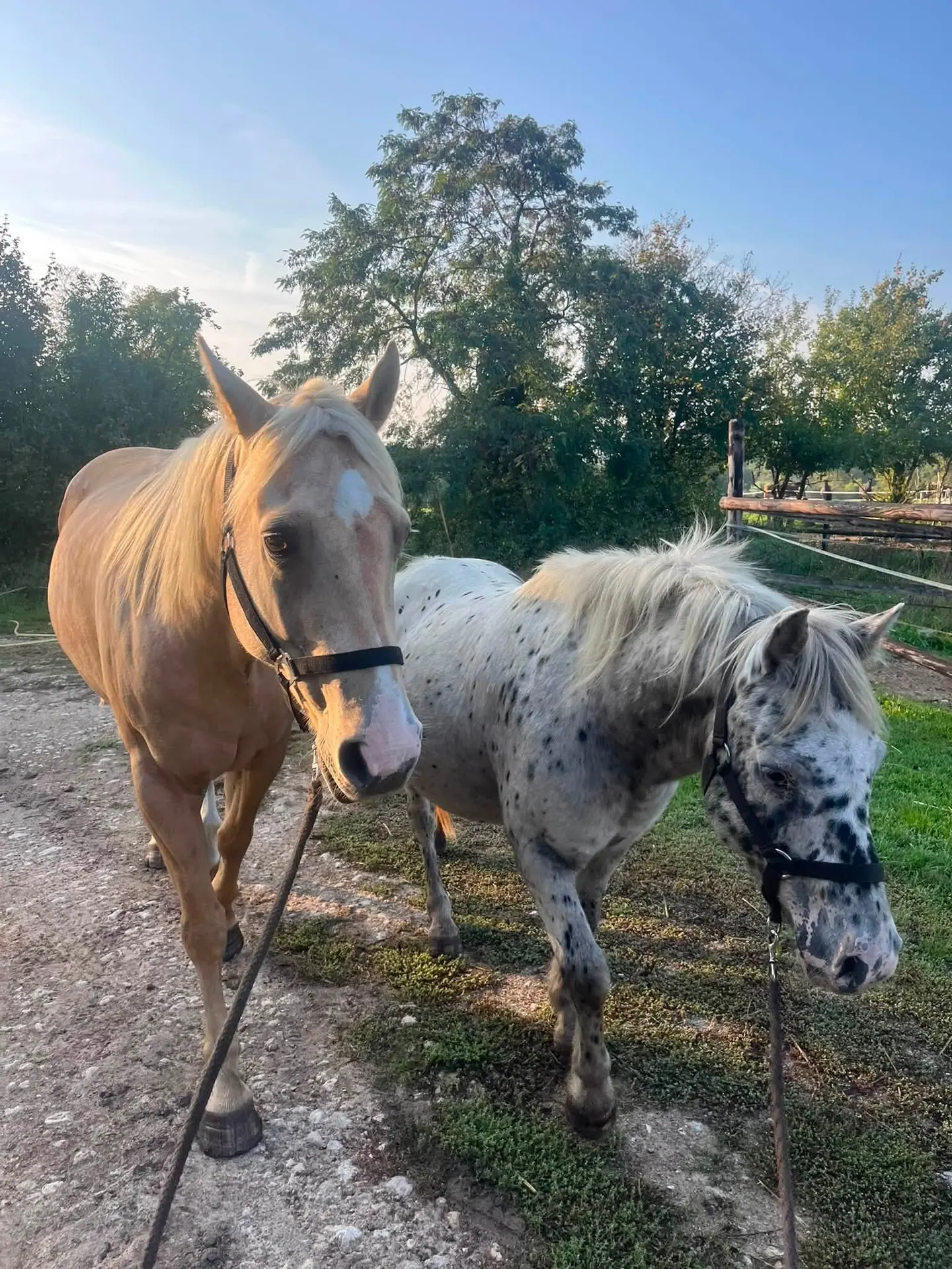 Chevaux