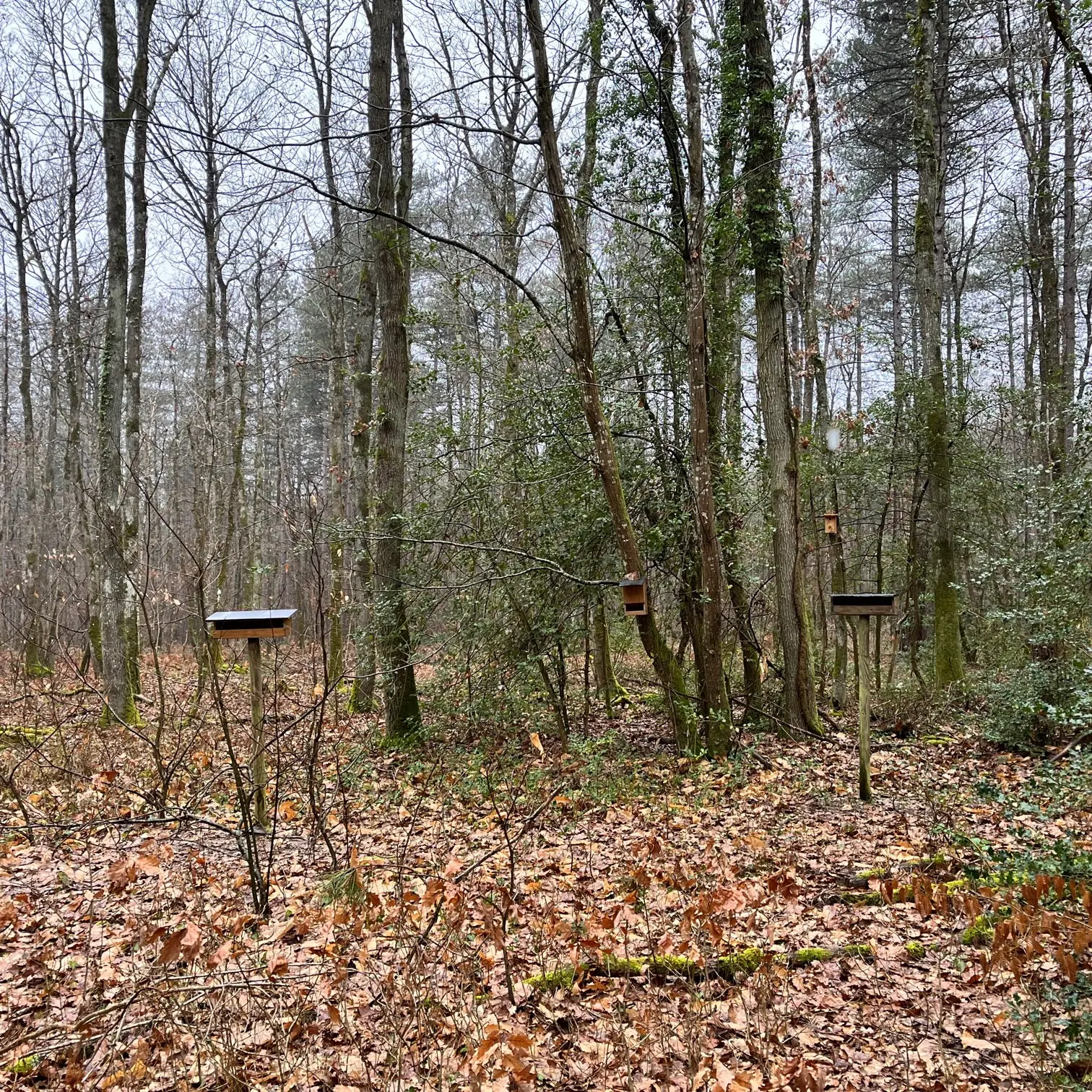 Observation des oiseaux d'hiver