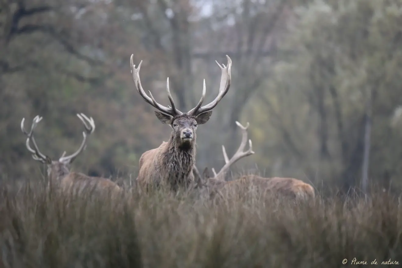 Plume de Nature - Brame du Cerf