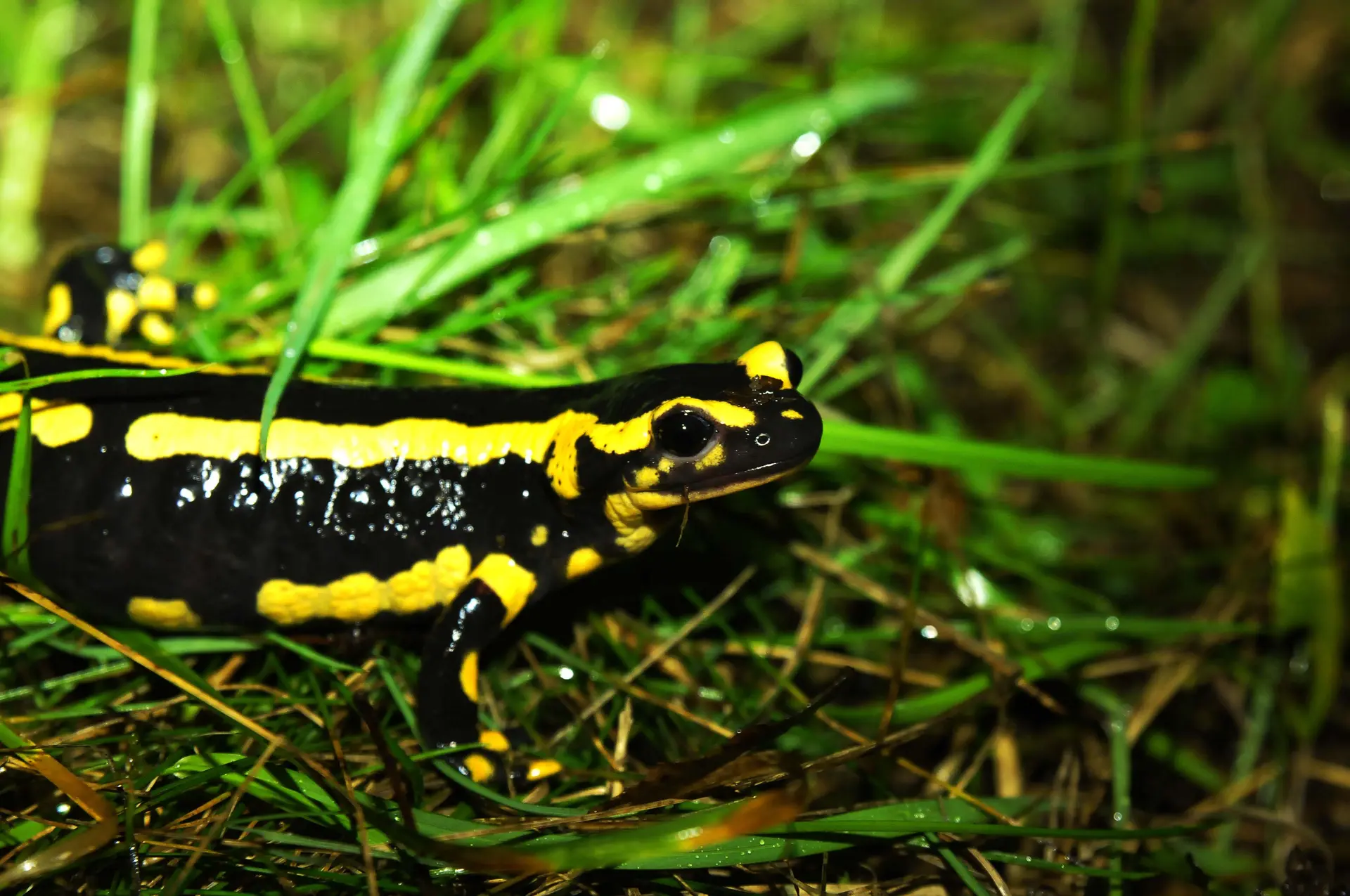 Salamandres, tritons & cie -