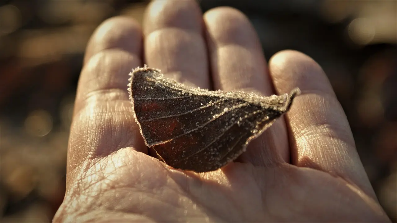 Feuille