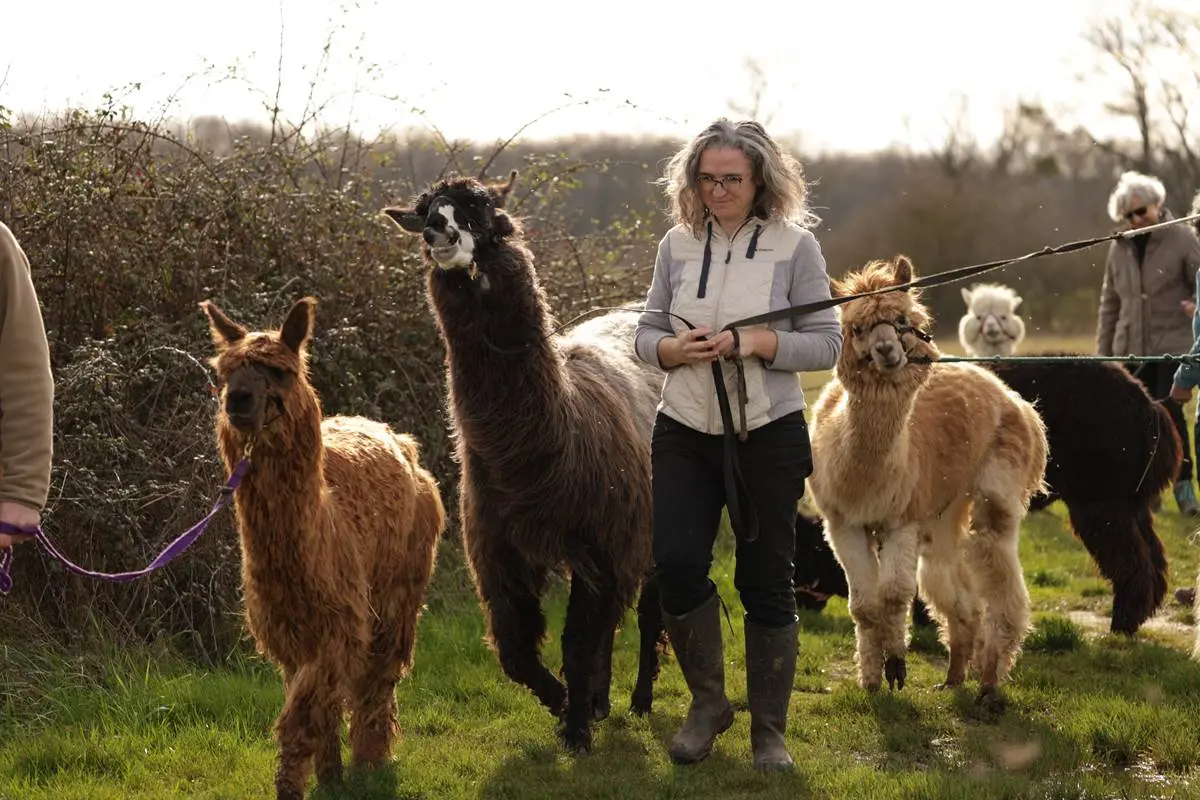 lama emoi