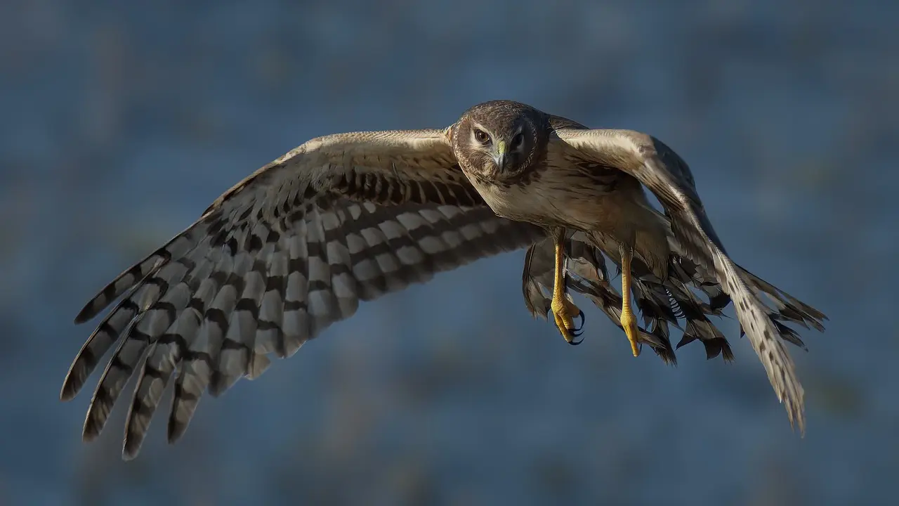 northern-harrier