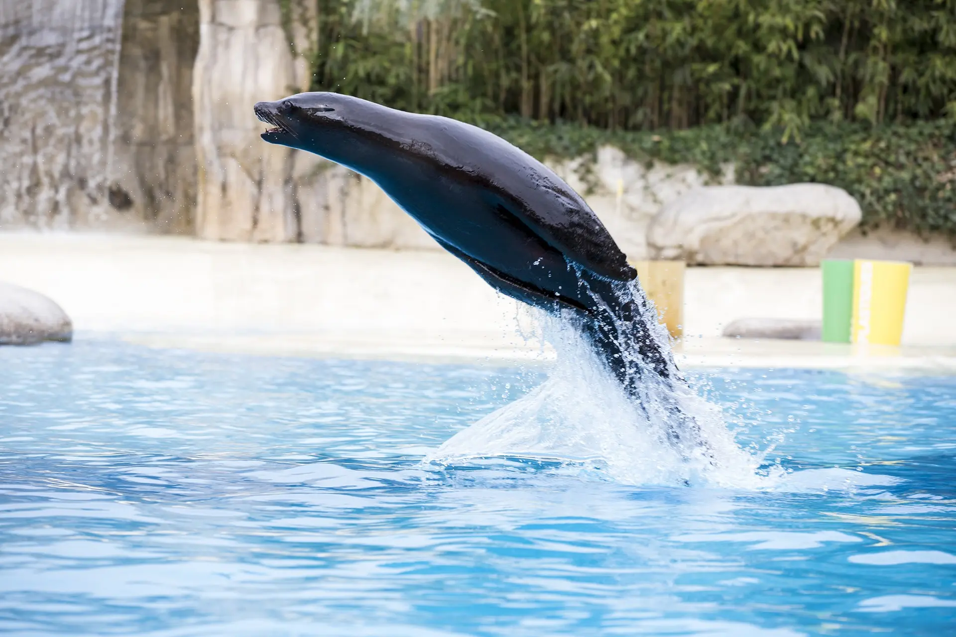 spectacle-otaries-zooparc-de-beauval-10
