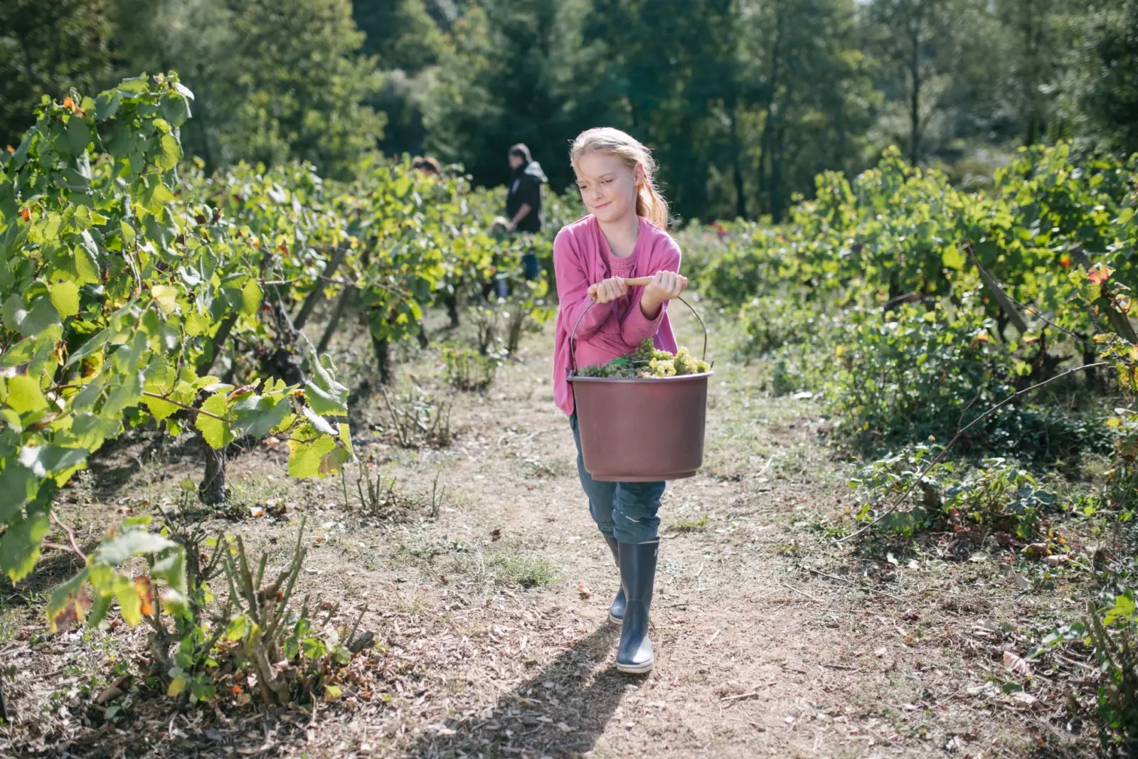 Les vendanges en famille