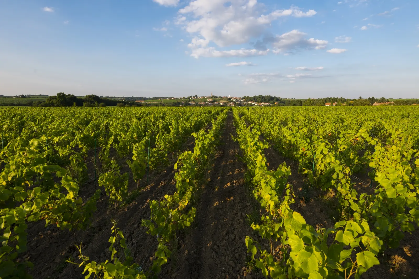 Escapade en muscadet