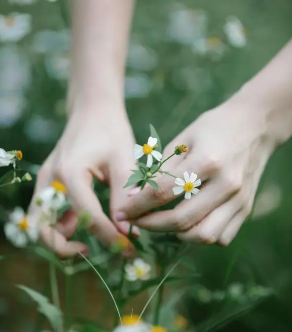 BaladePlantesSauvages_LePallet_2024_levignobledenantes-tourisme.com