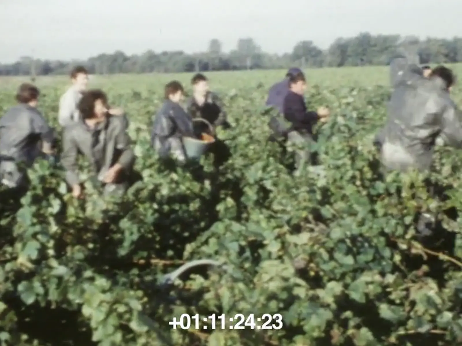 Images d'archives du Vignoble Nantais