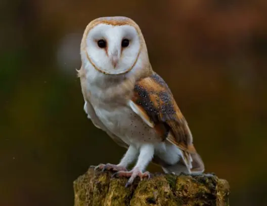 SortieChouette_LeLandreau_DestinationVignobleNantais.com