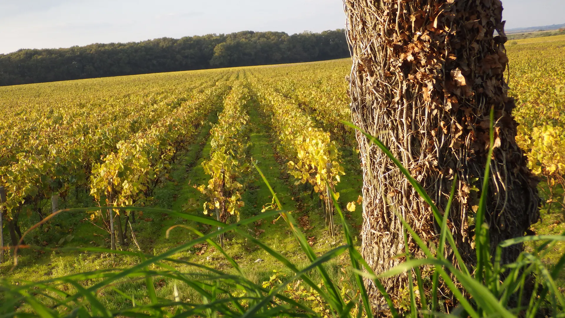Vignes-Vins-Randos2-2018-levignobledenantes