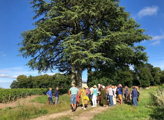 baladeauvignobleLieubeau_ChateauThébaud-2025_vignoblenantais.com