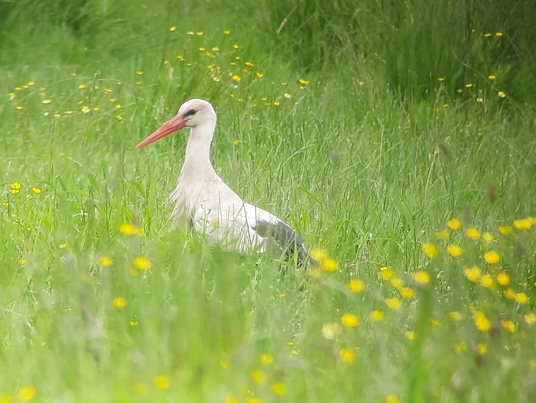 cigogne-coueron-marais-audubon-nantes