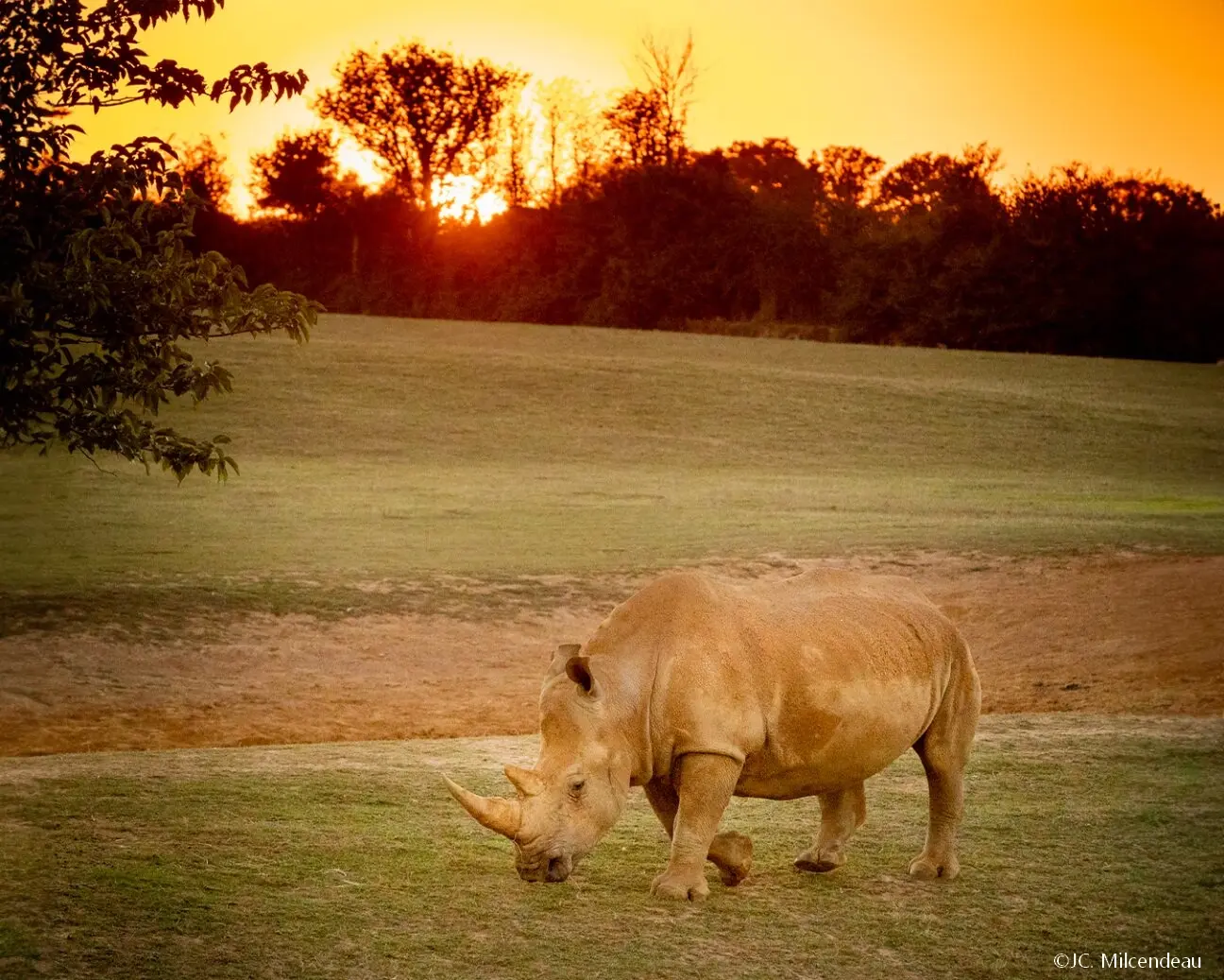 diner au crepuscule 2024 zoo de la boissiere