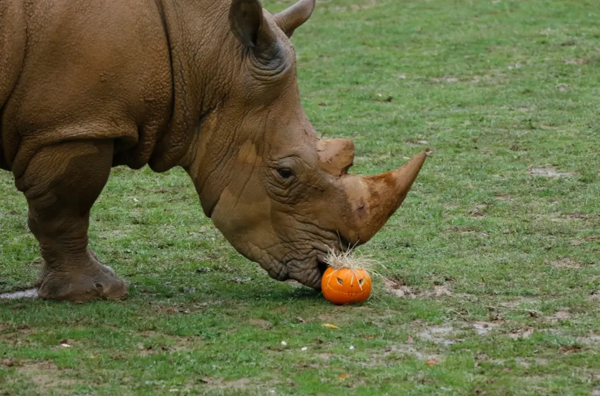 halloween-zoo-boissiere