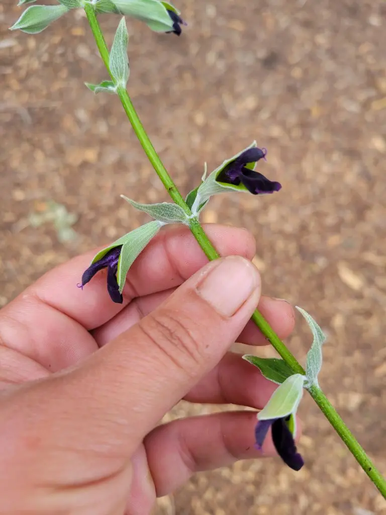 radiopoulettes3_2025_destinationvignoblenantais