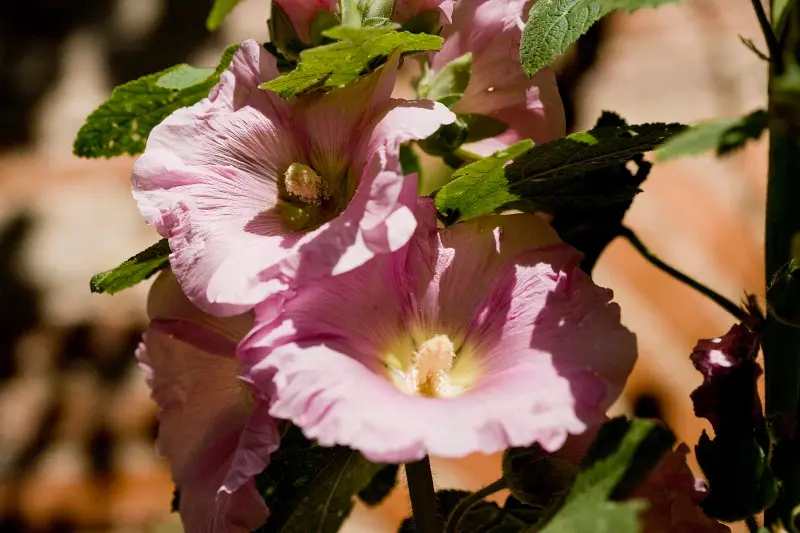 Rose Trémière