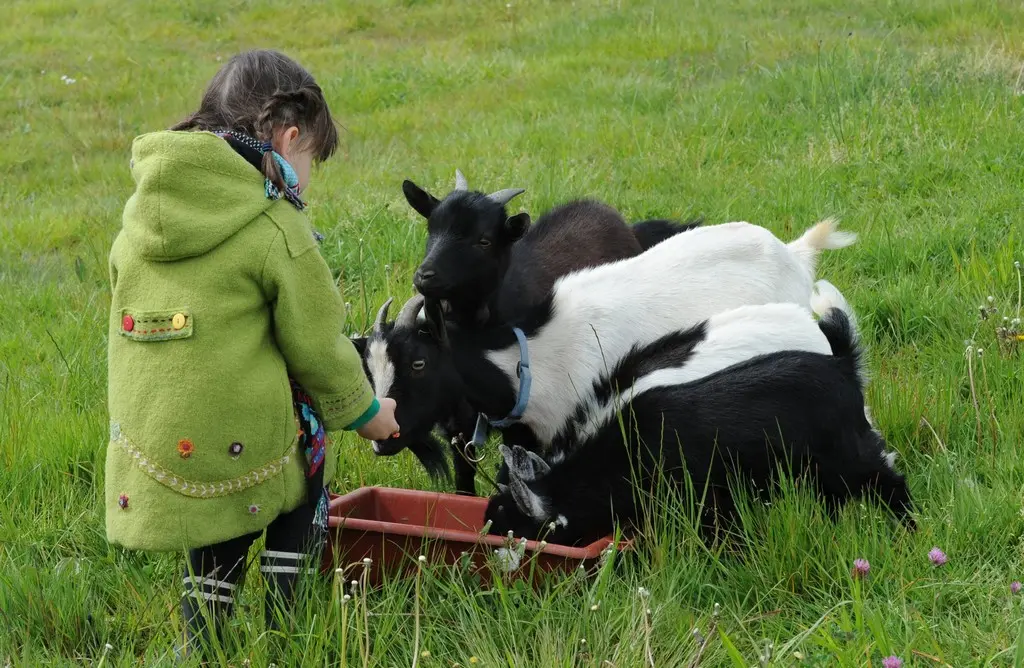 Ferme de Brossard - Ferme Pédagogique_enfantsEtAnimaux
