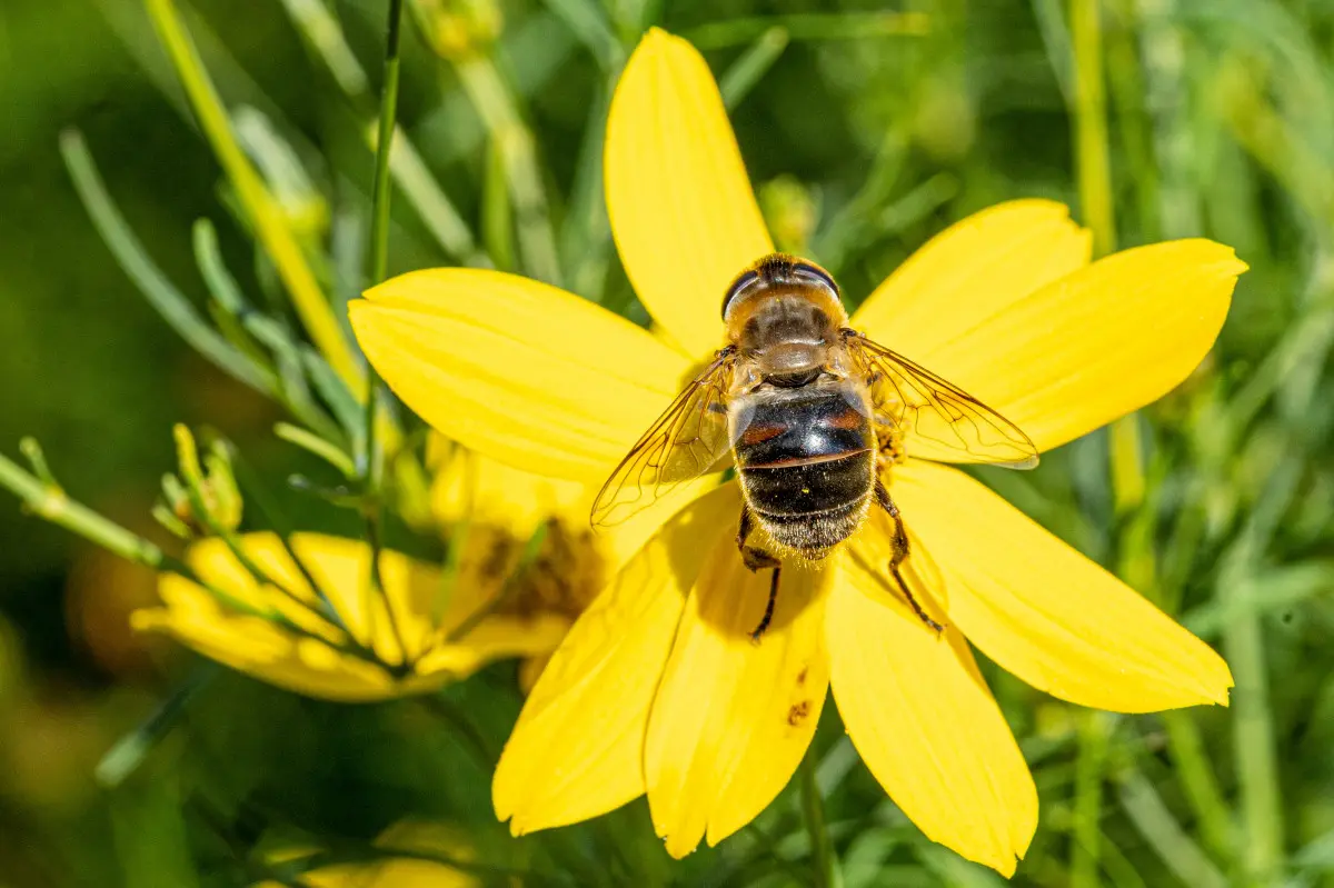 Abeille