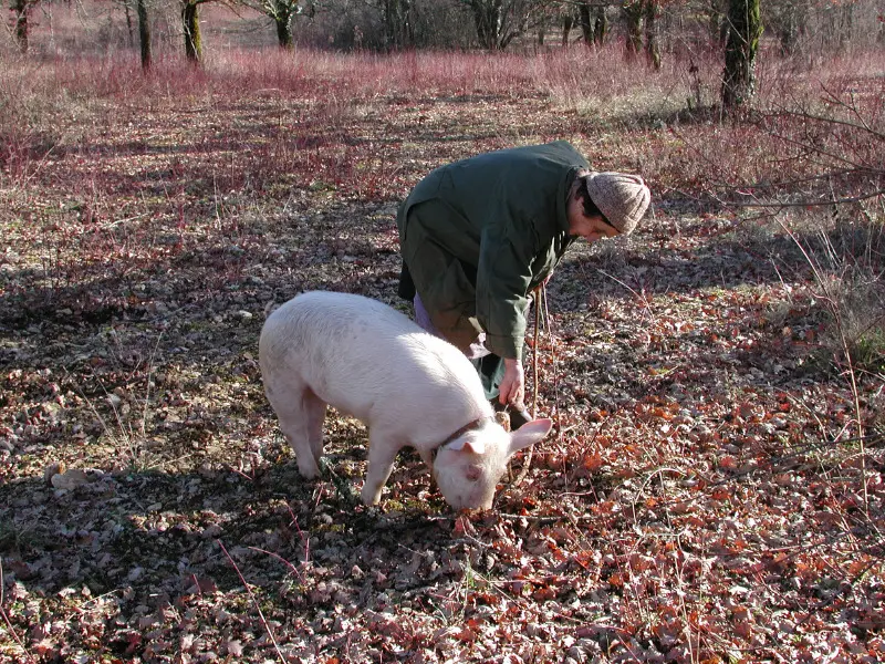 Labenque -  Cavage au Cochon