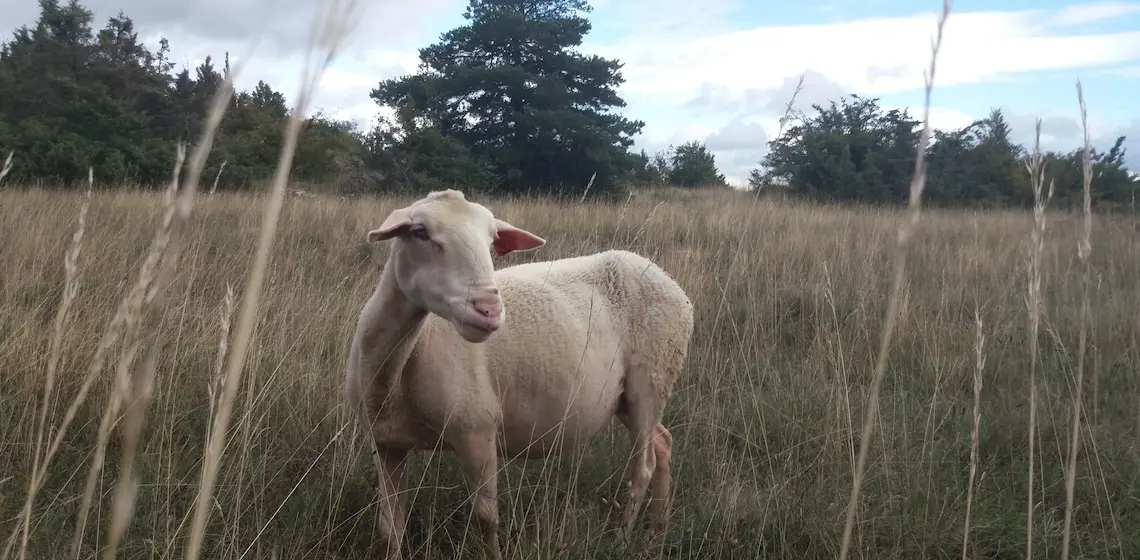 8-Larzac !  brebis héroïne-diap