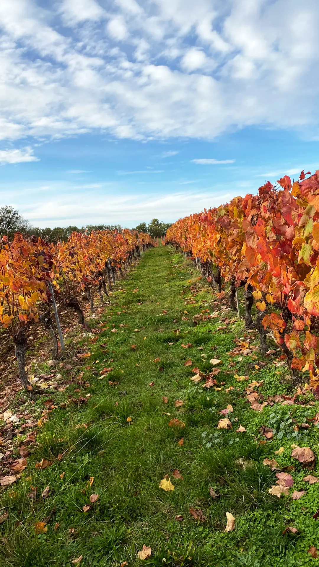 vignes