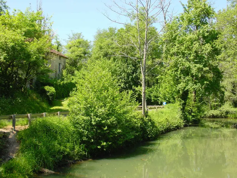 Paysage Verdoyant