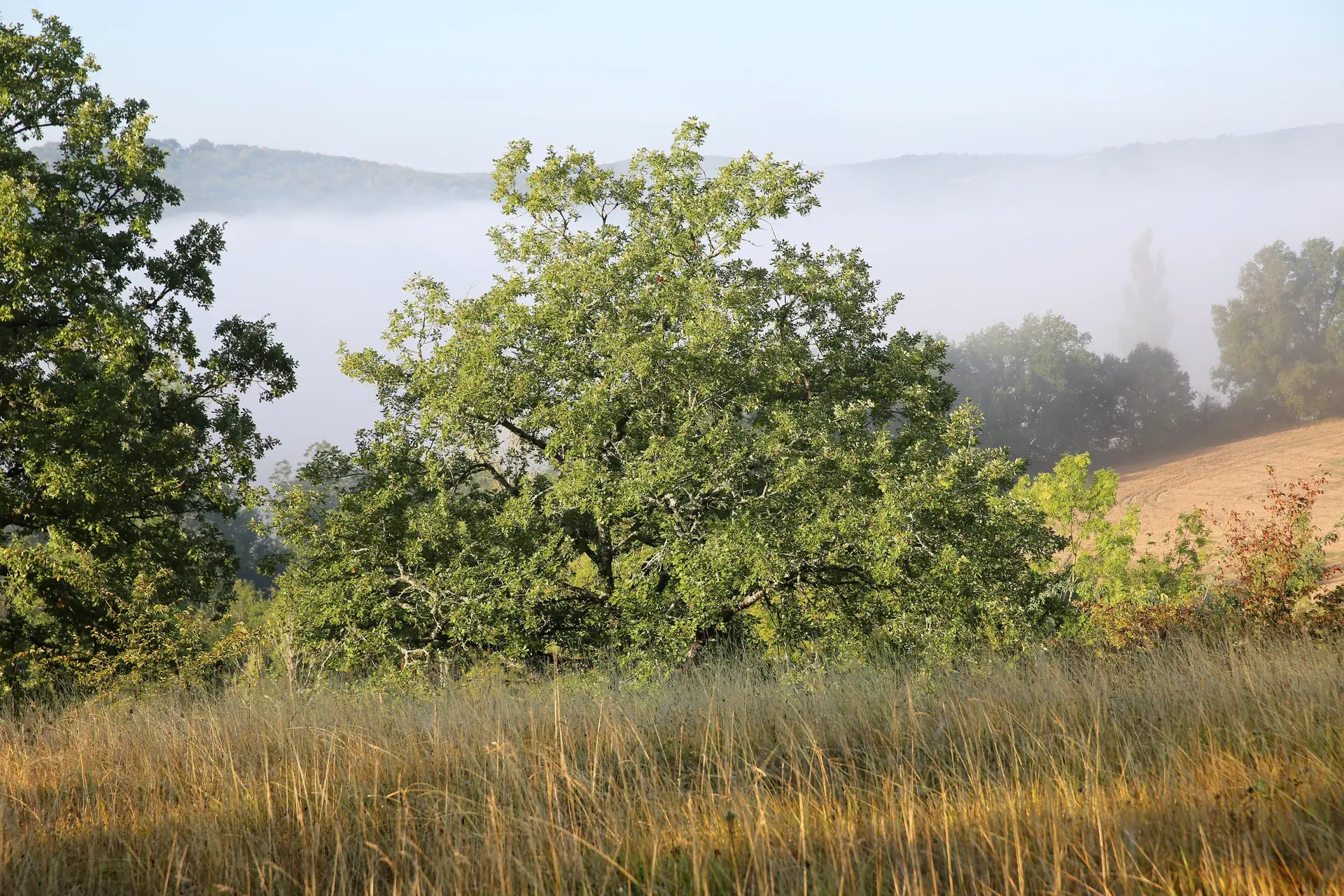 Le causse à Boussac © Jerôme Morel
