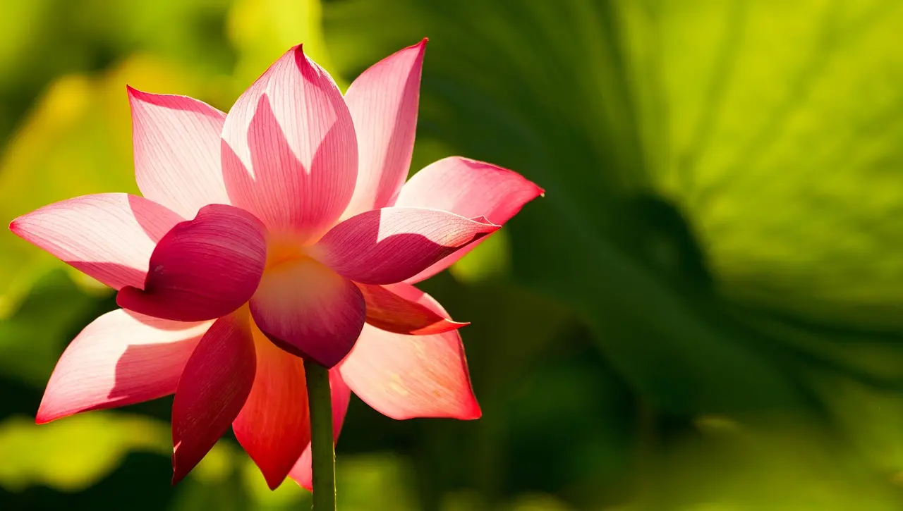 ©drphuc_Pixabay_flower-3519828_1280