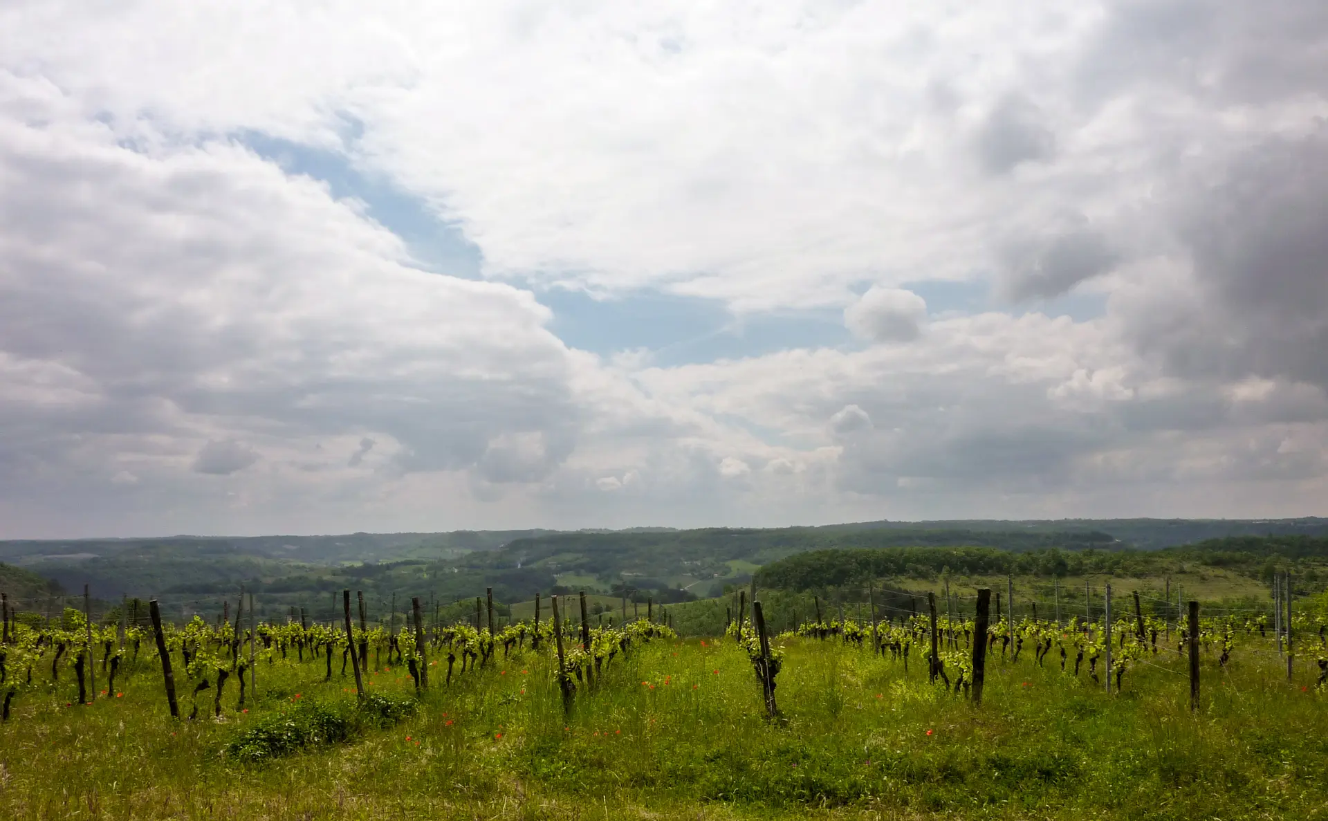 03Vignes sur les hauteurs de Sérignac© Lot Tourisme - C. Sanchez