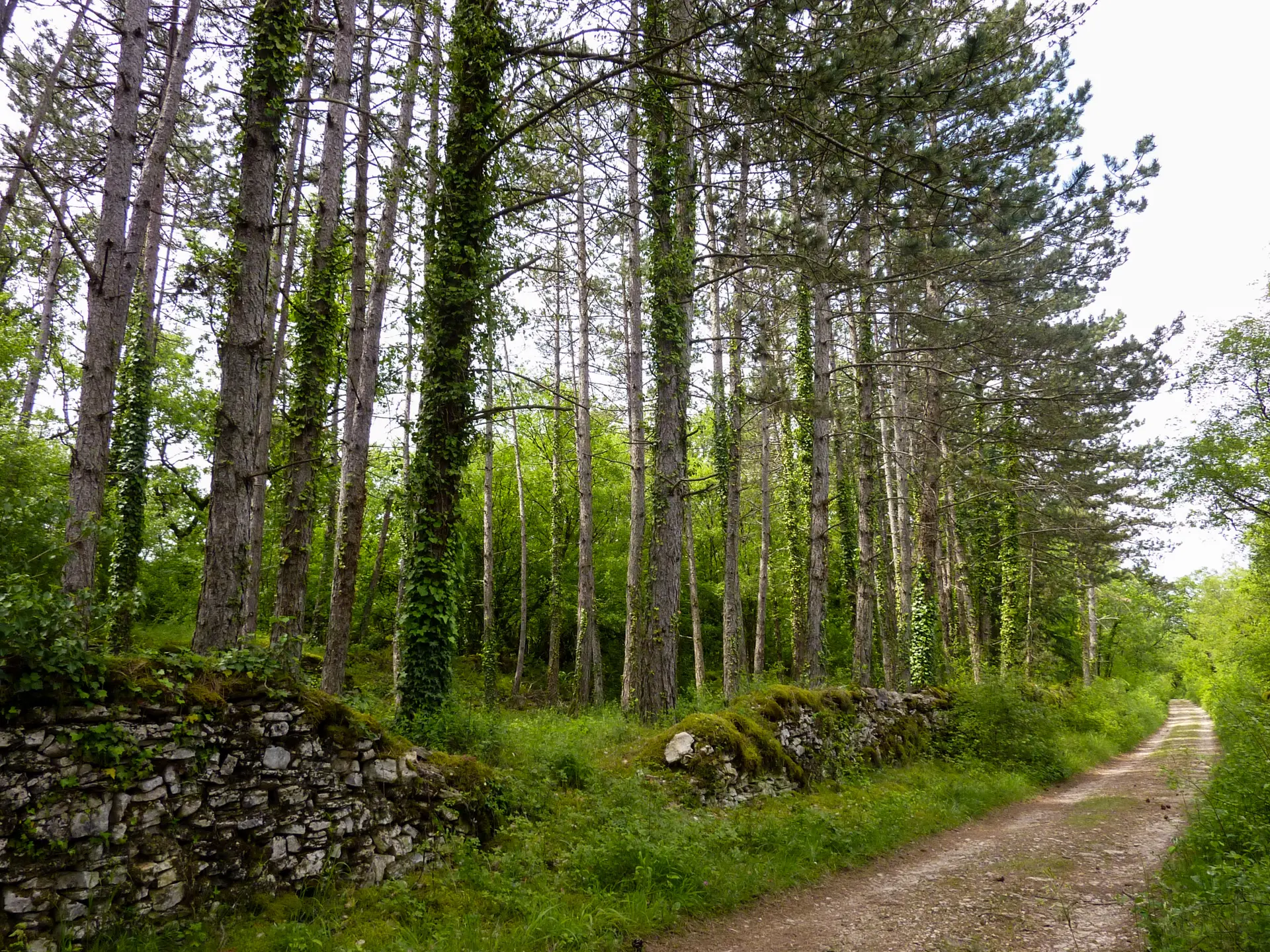 02Ferrieres Haut - Pinède © Lot Tourisme - C. Sanchez