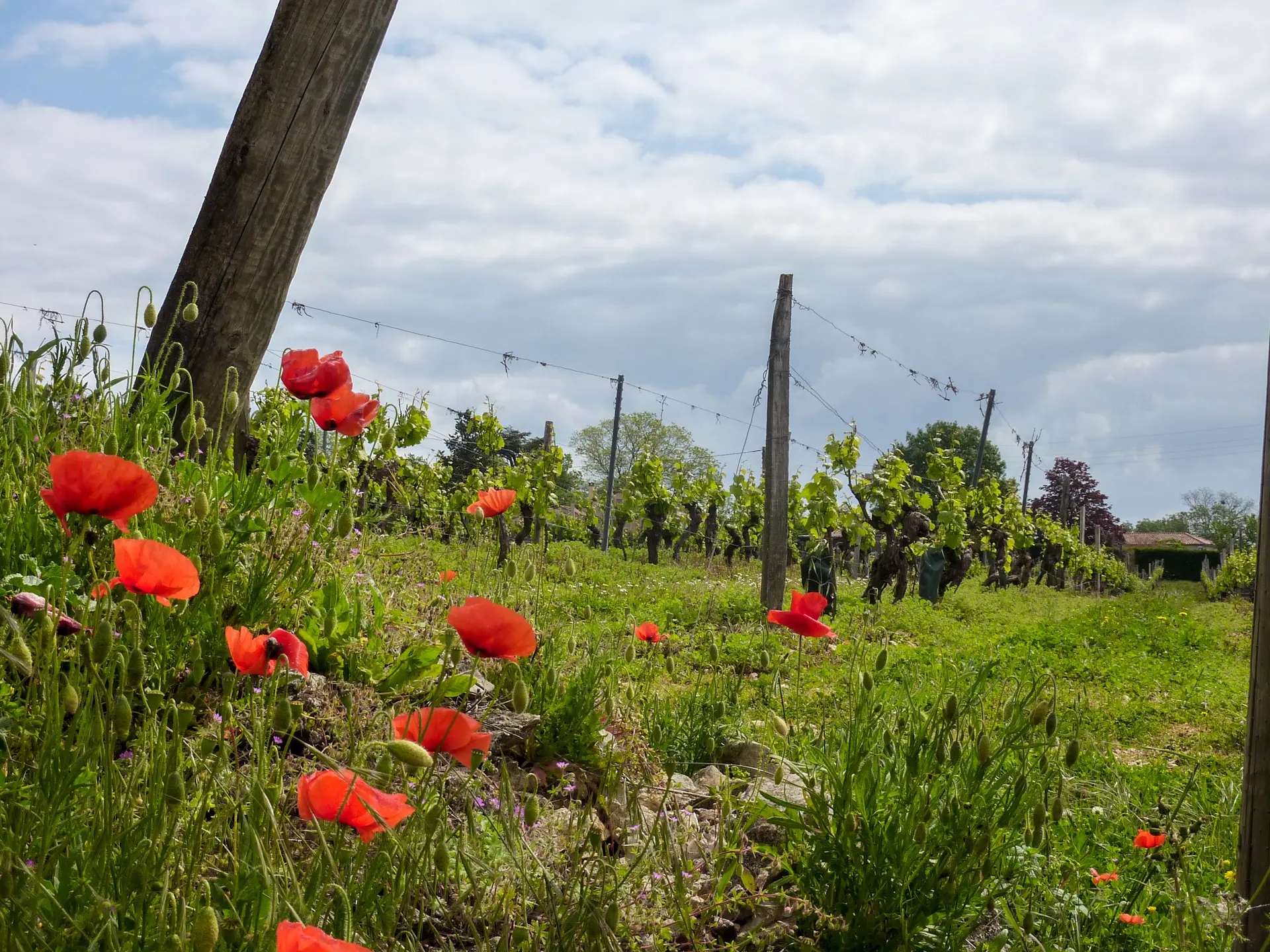 02Sérignac - Vignes et Coquelicots© Lot Tourisme - C. Sanchez