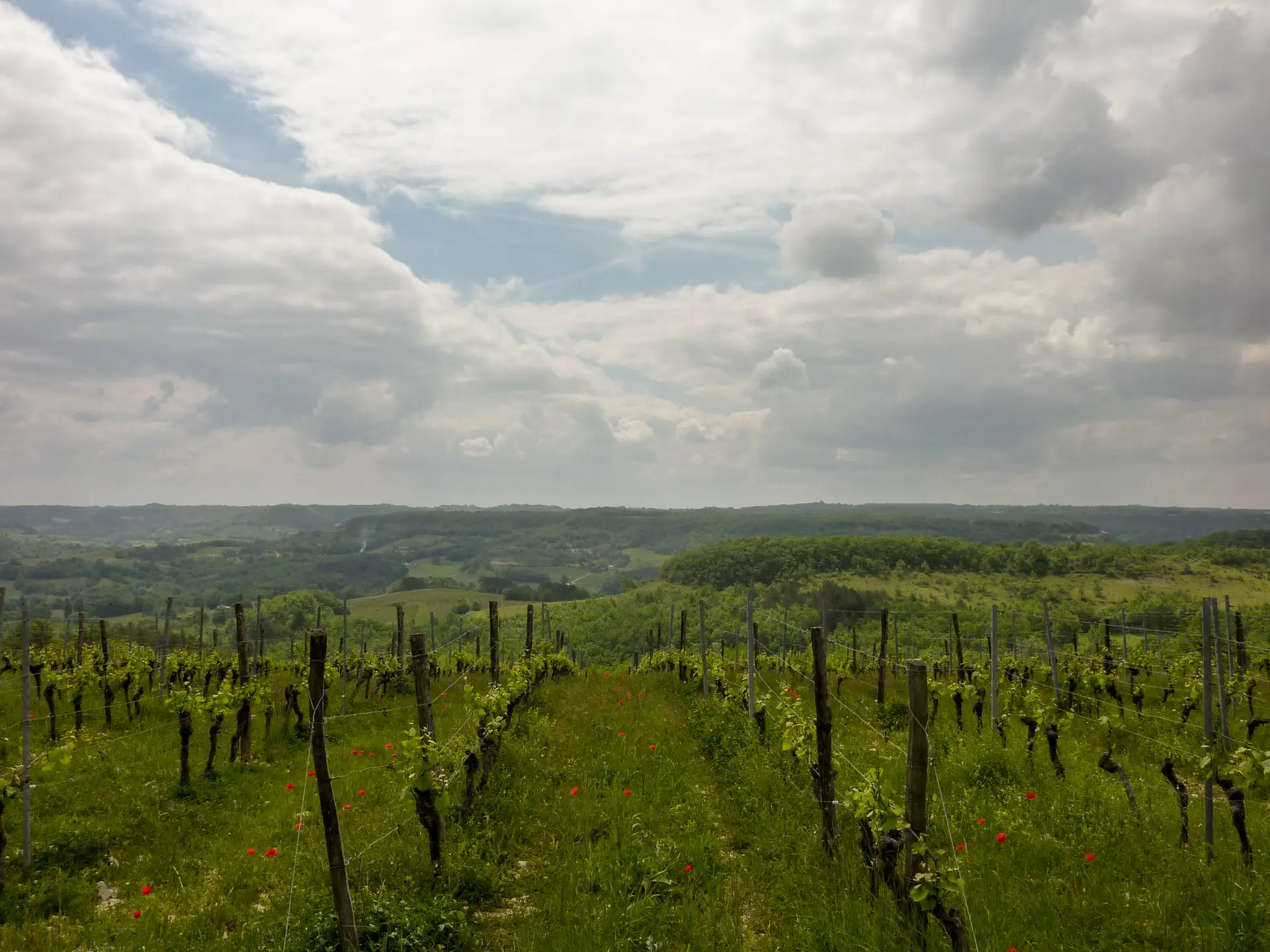 04Vignes sur les hauteurs de Sérignac© Lot Tourisme - C. Sanchez