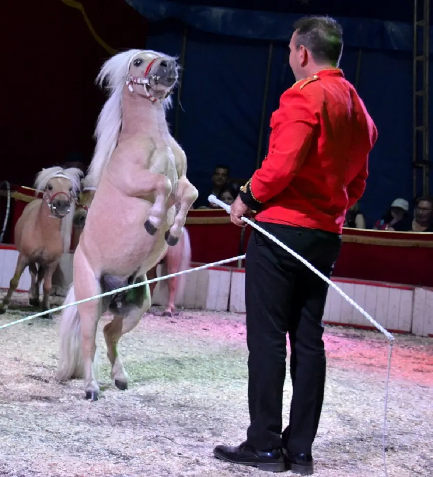 Cirque Zavatta à Figeac