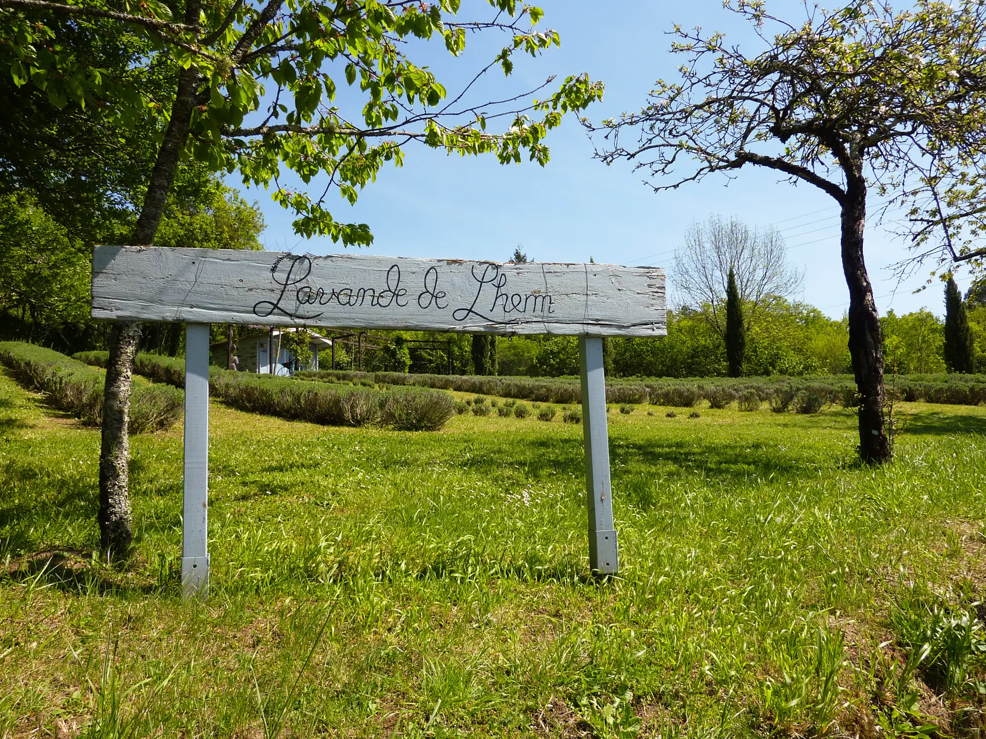 11Mas Sarrat - Lavande de Lherm © Lot Tourisme - C. Sanchez