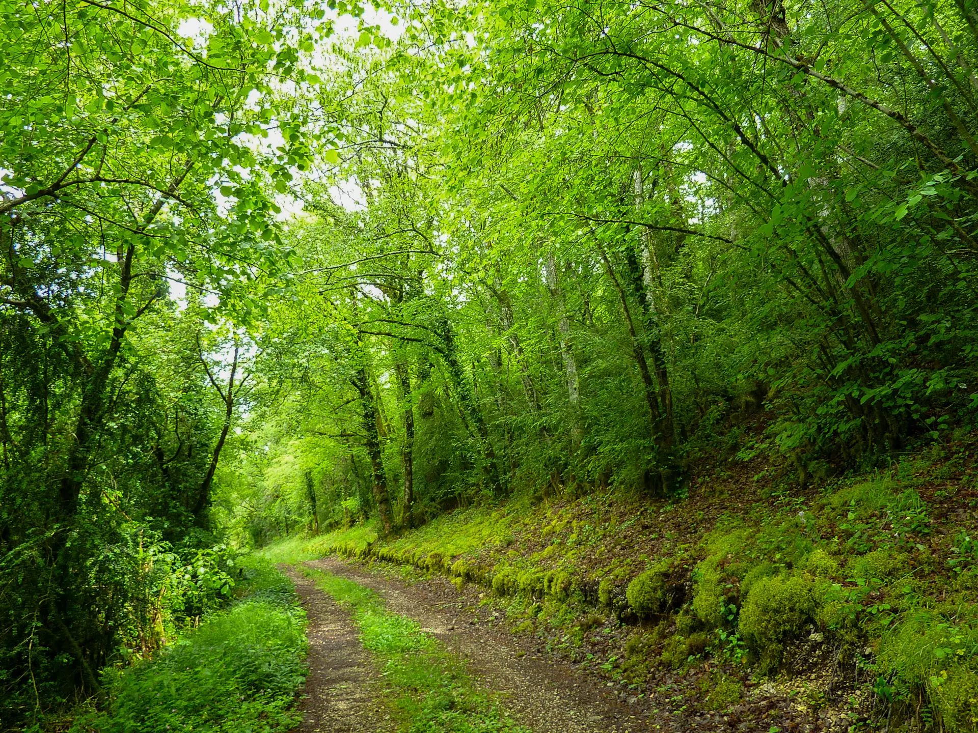 11Passage en sous bois du Travers Mal © Lot Tourisme - C. Sanchez