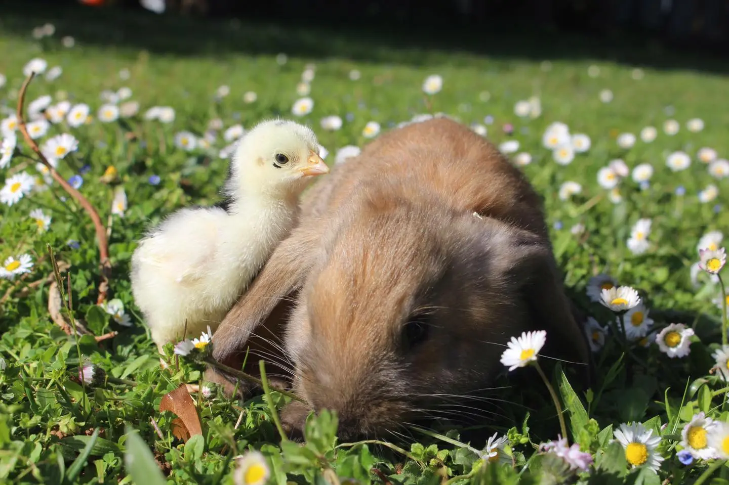 Pâques au parc animalier de Gramat