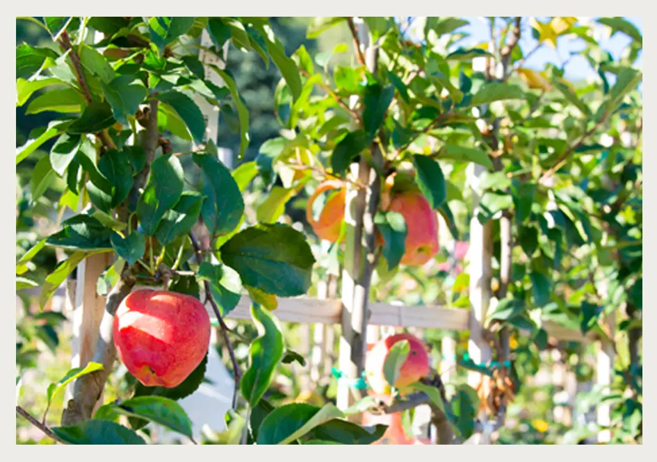 2023_03_11_taille_des_fruitiers