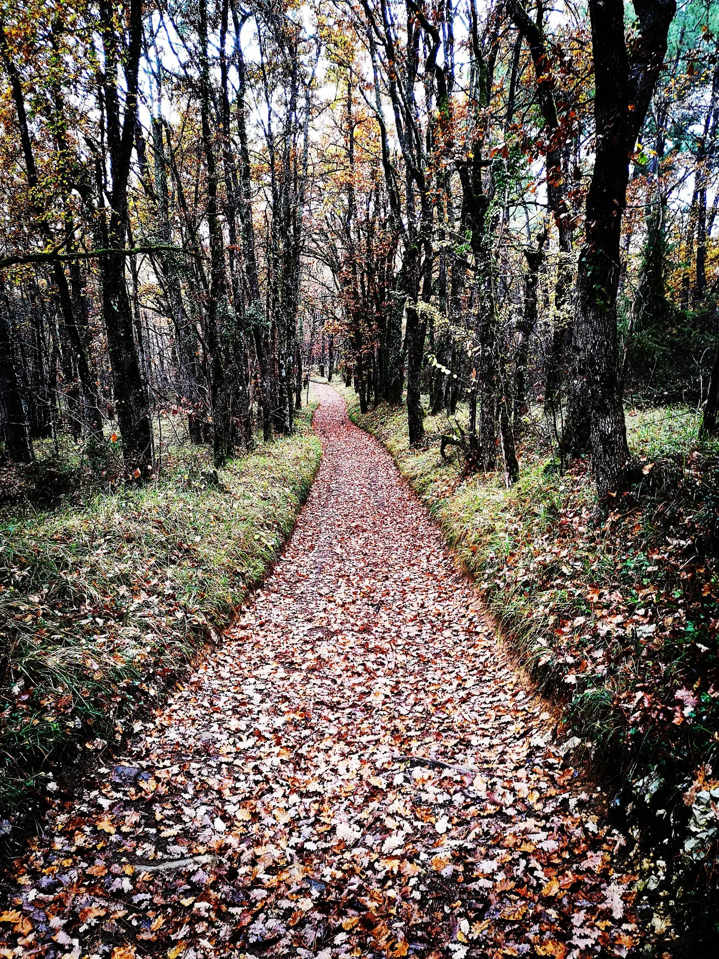 211126_Chemin automne_Bélaye