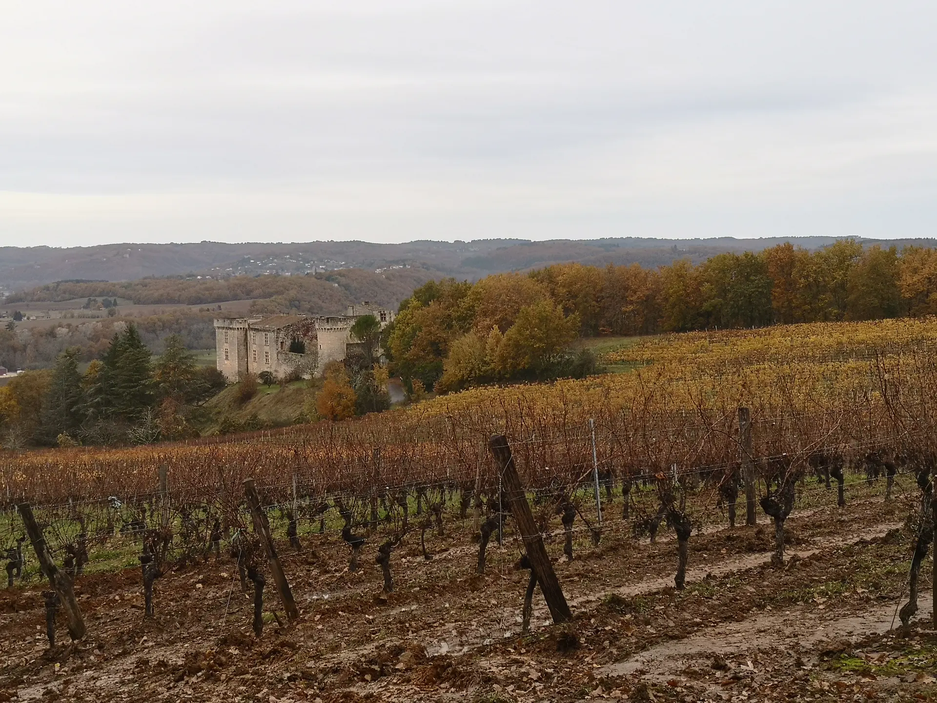 211126_Vignes_Bélaye