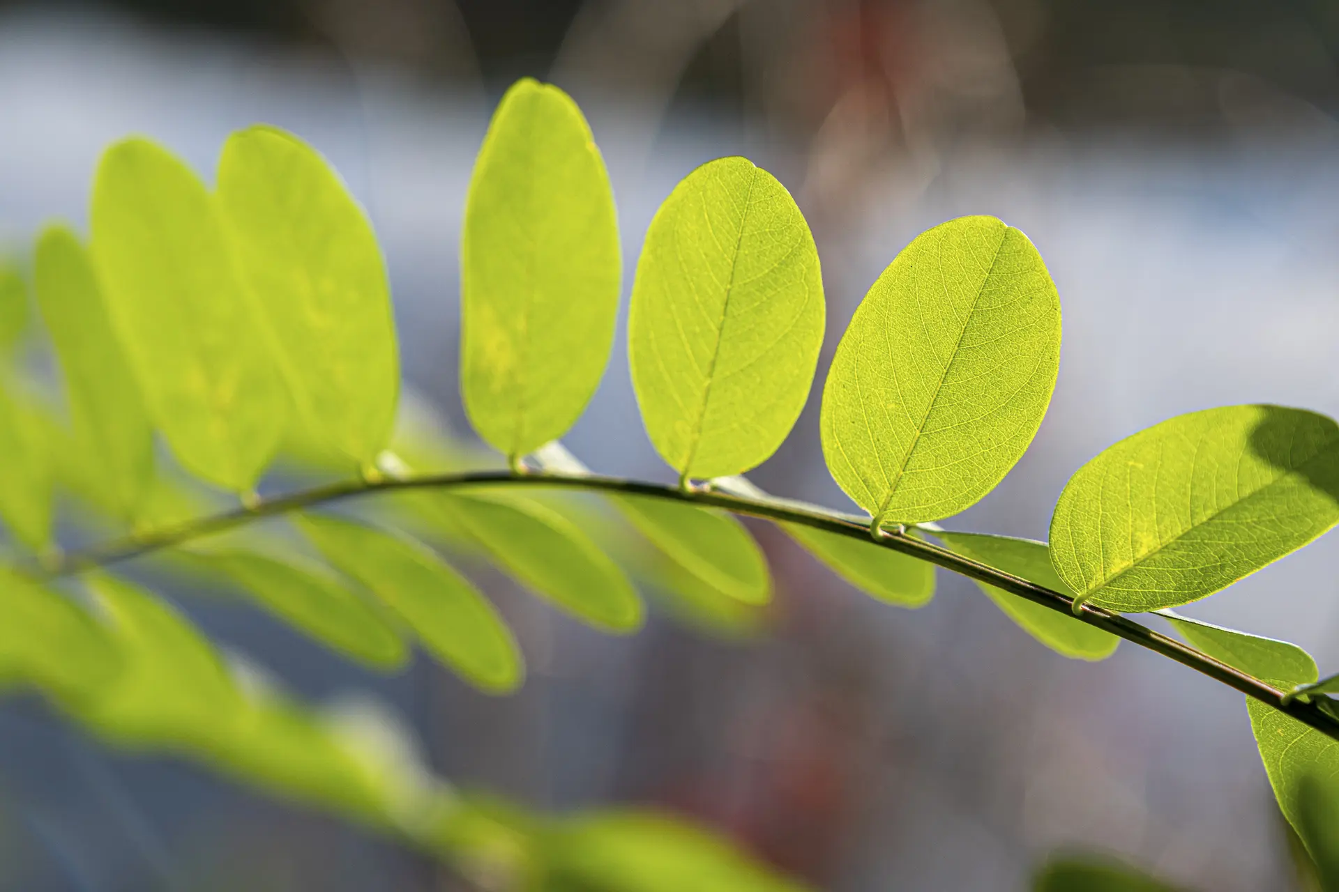 Feuilles en bord de rivière