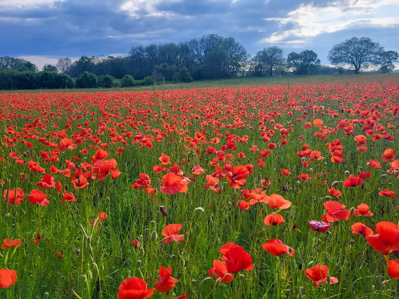 Champs de coquelicots